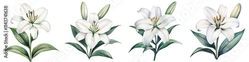 Delicate White Lily Flowers Blooming in Natural Setting