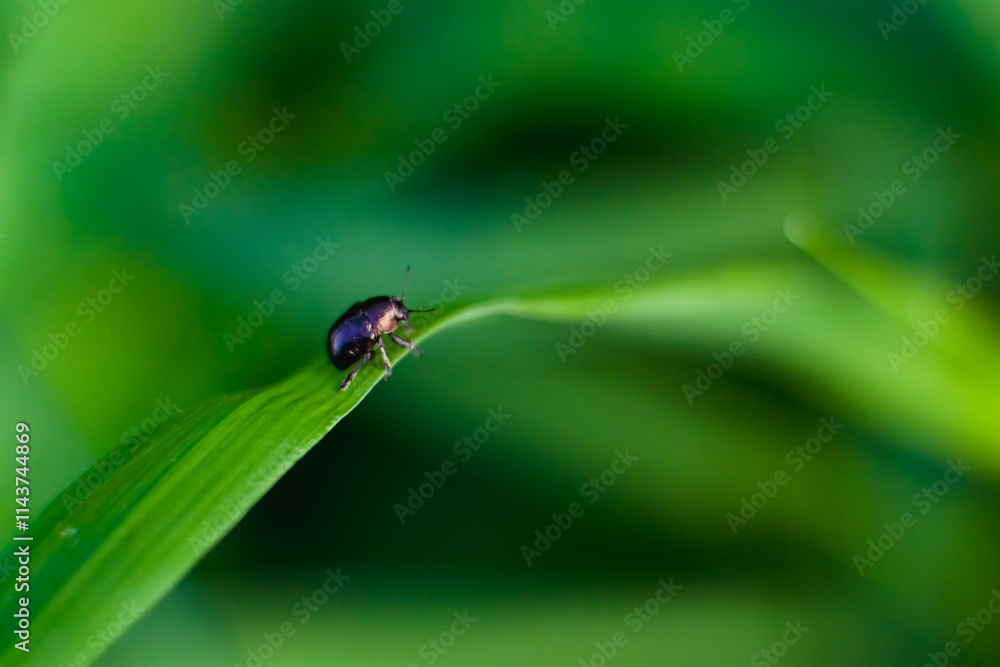 Fototapeta premium Leaf beetle insect Lepronota morbillosa with beautiful green background