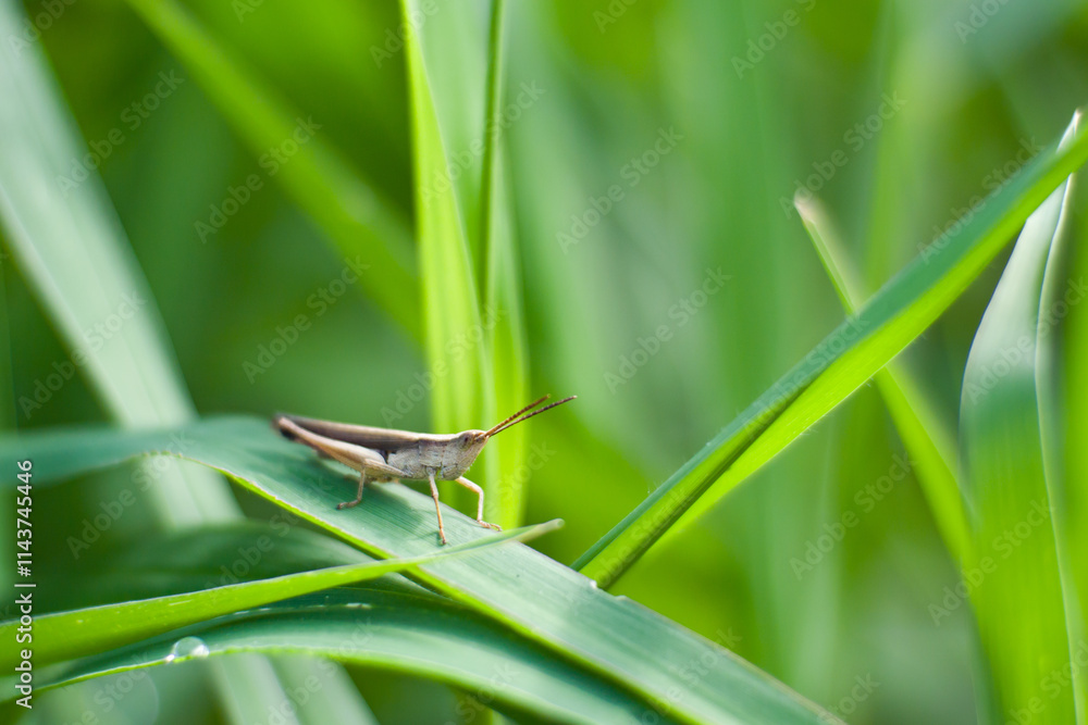 Brown grasshopper insect inside a green bush
