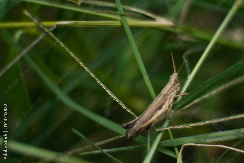 Brown grasshopper insect inside a green bush