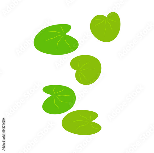 Lemna minor, common duckweed or lesser duckweed Leaves Illustration