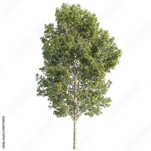 Stunning American Basswood Tree Isolated on White Background Perfect for Nature and Botanical Illustrations and Transparent background.
