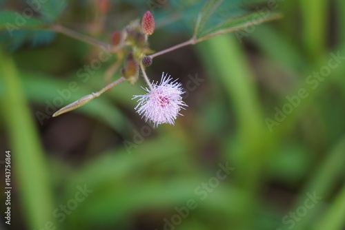 Photos The Sensitive Plant (Mimosa pudica) is a fascinating tropical plant known for its unique ability to respond to touch
