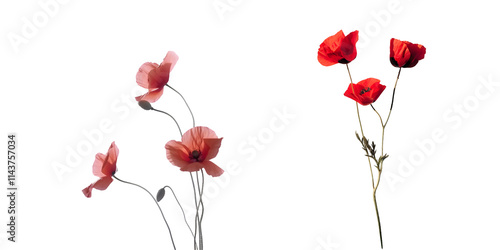 Red Poppies Bloom Flower . Generative AI.