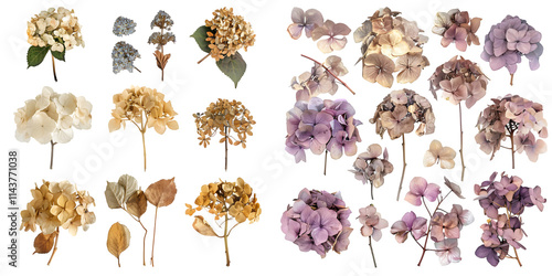 collection of delicate dry hydrangea flowers. Generative AI.