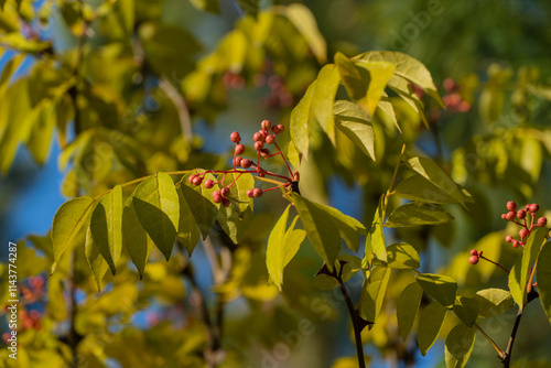 Branches with yellow autumn leaves and red fruits growing on Zanthoxylum americanum, prickly ash, toothache tree, yellow tree, sugarberry or Sichuan pepper in the autumn garden. photo