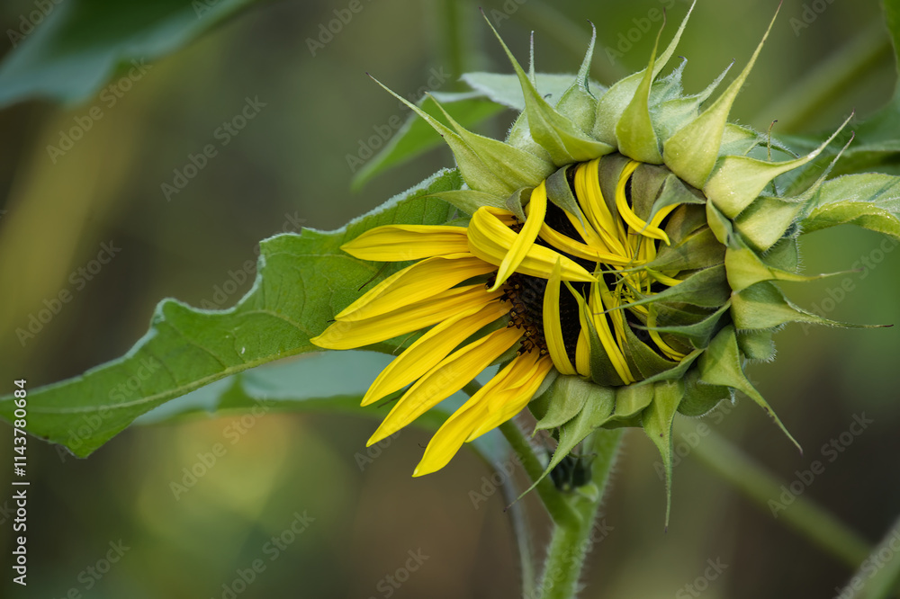 Close-up of a sunflower bud partially opening, revealing vibrant yellow petals with green leaves Close-up of a sunflower bud partially opening, revealing vibrant yellow petals with green leaves