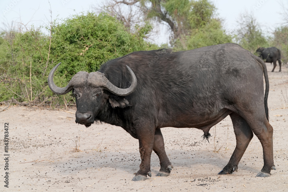 Fototapeta premium Steppenbüffel im Norden von Namibia in der freien Natur