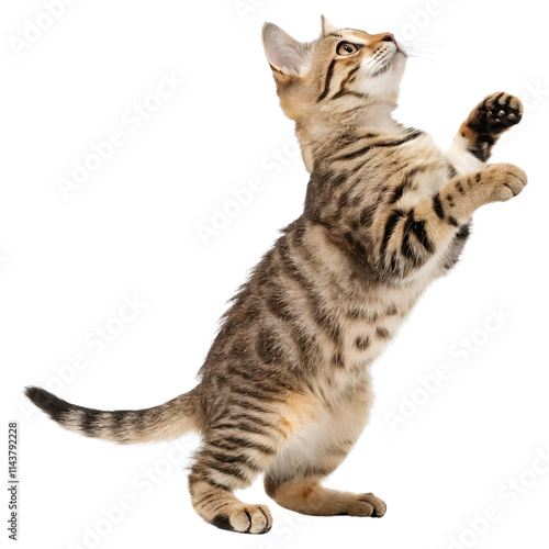 A curious cat standing on its hind legs isolated on a transparent background