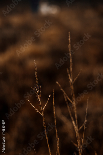 Winter grass blooming in the forest photo