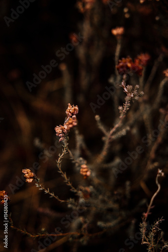 Flowers blooming in the forest photo