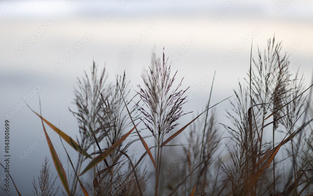 Grass, sky background and silence. Grass, sky background and silence.