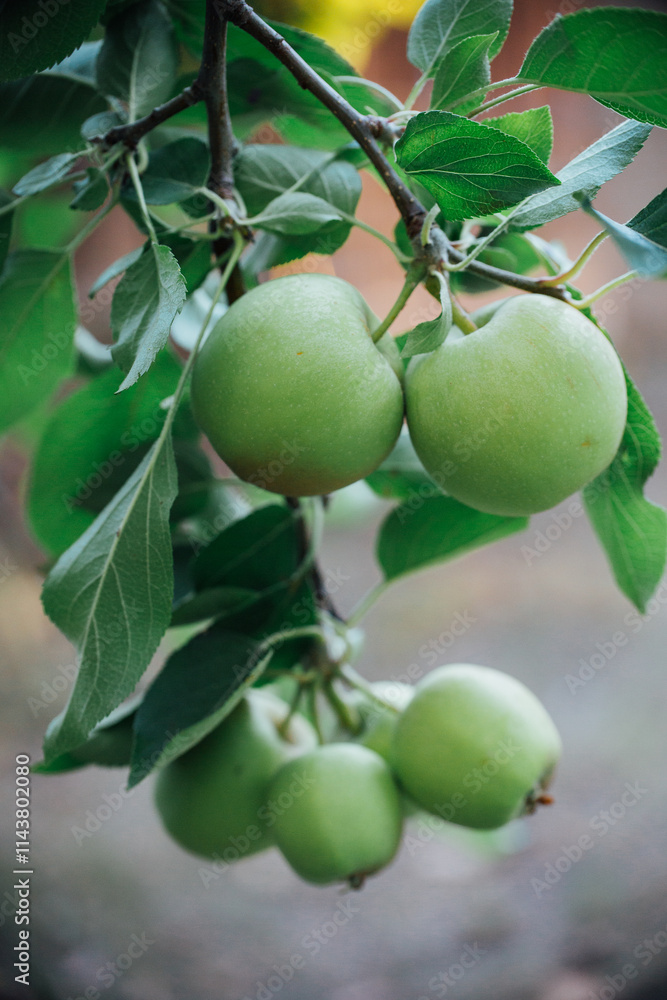 Green apples growing on tree close up Green apples growing on tree close up