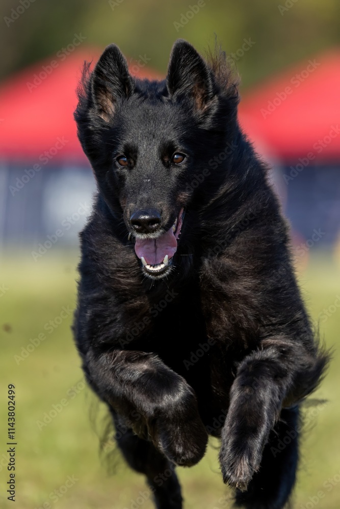 Black Belgian Tervuren Running Lure Course Sprint Dog Sport Black Belgian Tervuren Running Lure Course Sprint Dog Sport