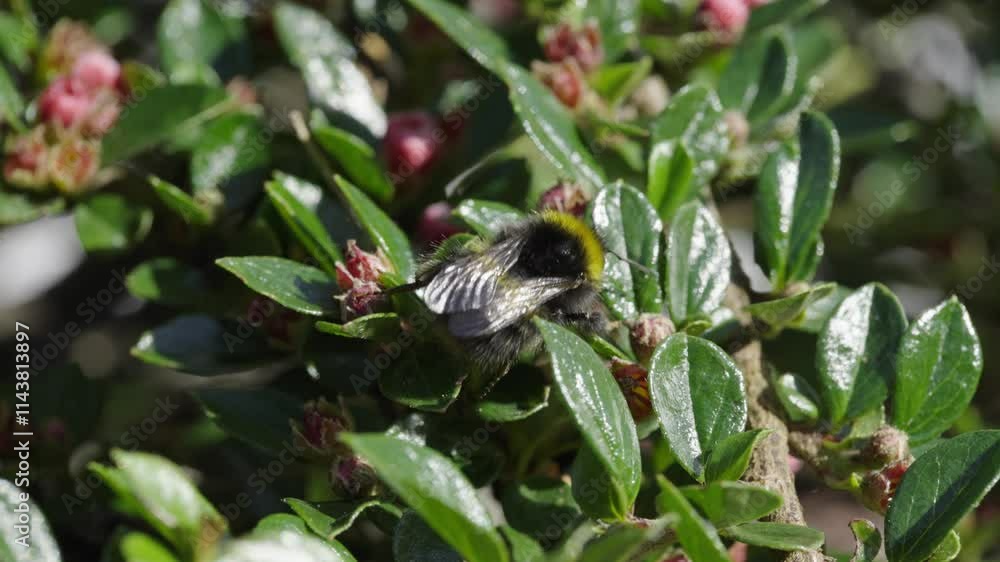 Bee Collecting Pollen On Bush, Macro Video Bee Collecting Pollen On Bush, Macro Video