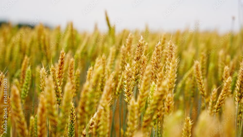 Shallow depth of field rack focus across heads of wheat swaying on windy day in field, static Shallow depth of field rack focus across heads of wheat swaying on windy day in field, static