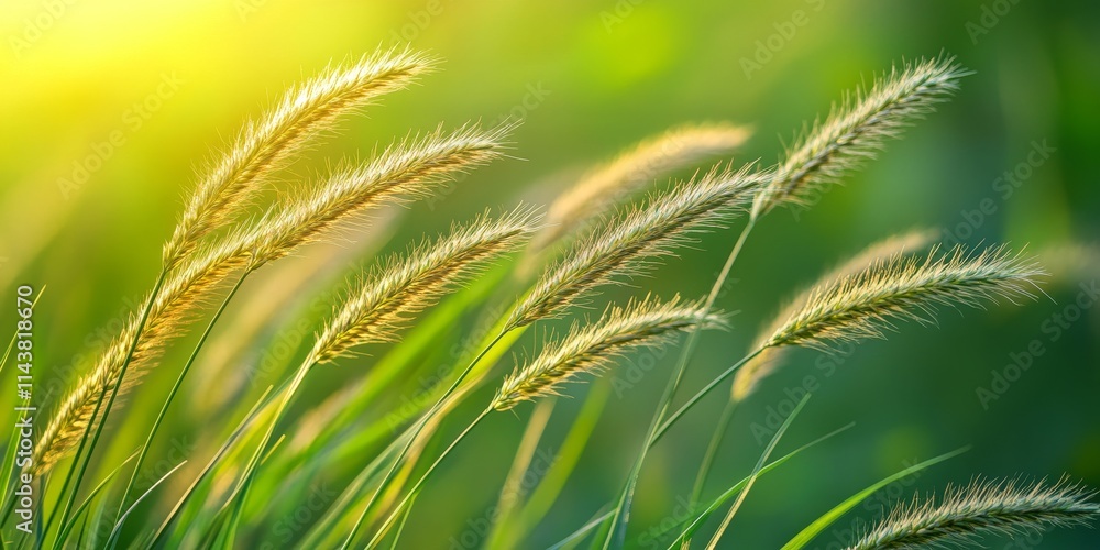 Close up view of spikelets on vibrant green grass during summer, showcasing the beauty of spikelets and the lushness of grass in a warm seasonal landscape. Close up view of spikelets on vibrant green grass during summer, showcasing the beauty of spikelets and the lushness of grass in a warm seasonal landscape.