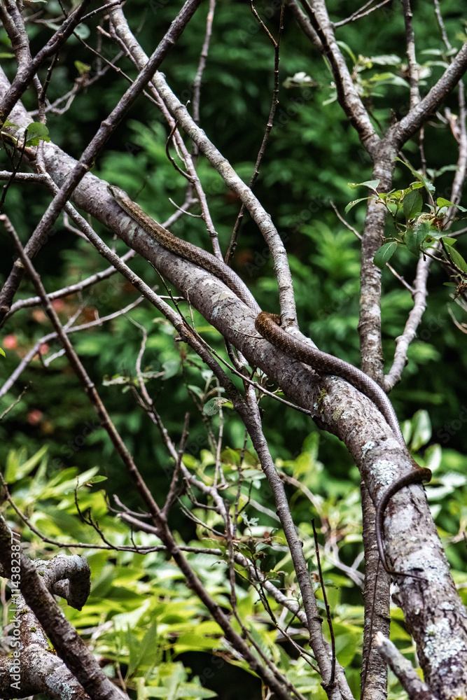 A snake is slithering on the tree A snake is slithering on the tree