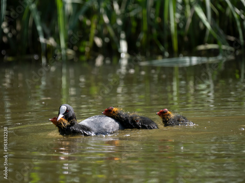 Blässhuhn (Fulica atra)  massregelt Junge photo