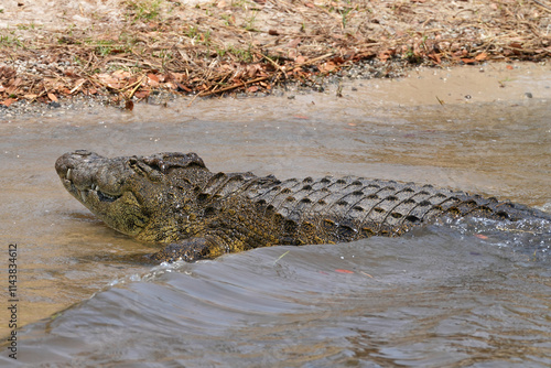 Krokodil im Fluss Chobe auf der Lauer photo