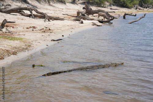 Krokodil im Fluss Chobe auf der Lauer photo