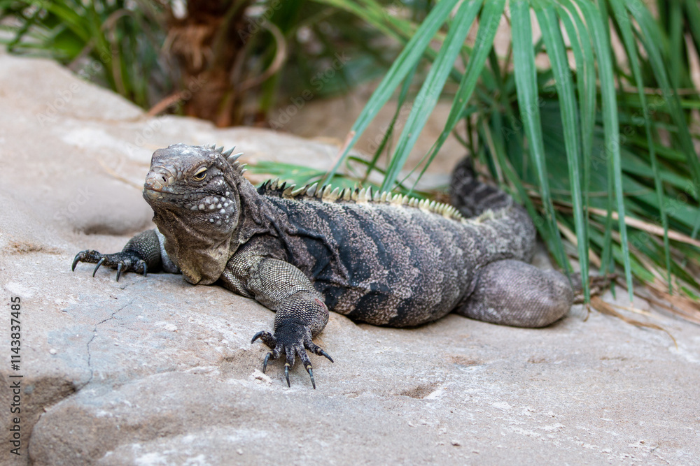 Cuban rock iguana also Cuban ground iguana also (in german Kuba-Leguan also Kubaleguan) Cyclura nubila