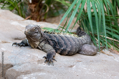 Obraz na płótnie Cuban rock iguana also Cuban ground iguana also (in german Kuba-Leguan also Kubaleguan) Cyclura nubila w salonie