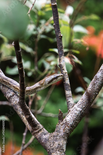 A snake is slithering on the tree