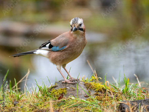 Eichelhäher (Garrulus glandarius)  photo