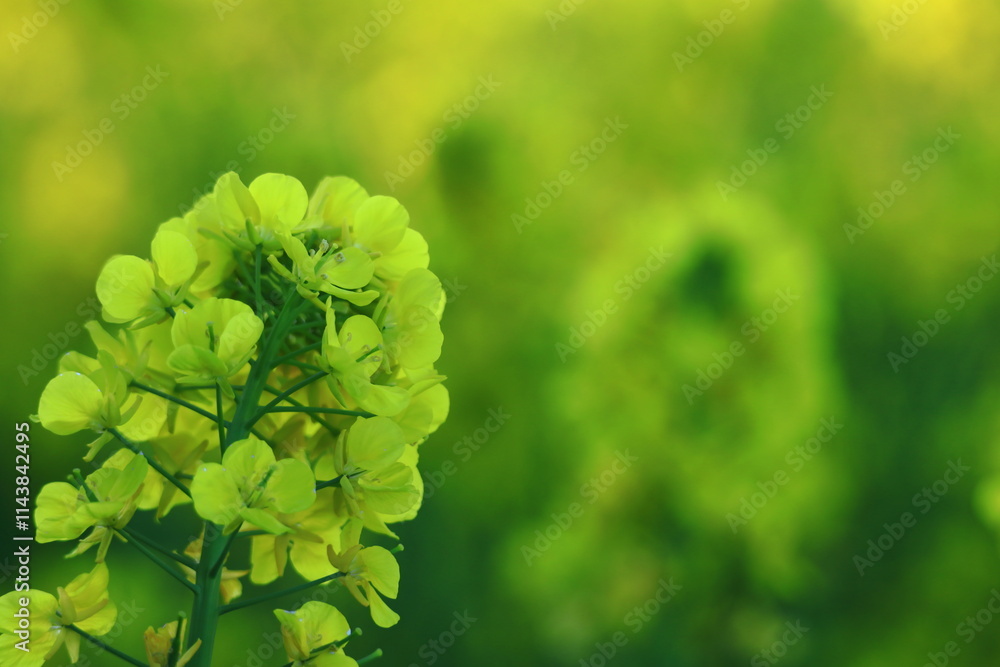 春の訪れを告げる花 春の訪れを告げる花