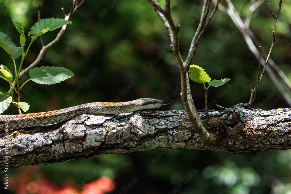 A snake is slithering on the tree A snake is slithering on the tree