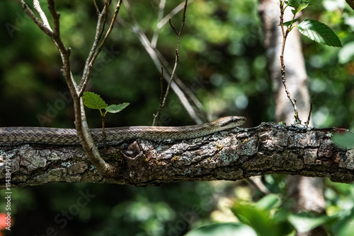 A snake is slithering on the tree