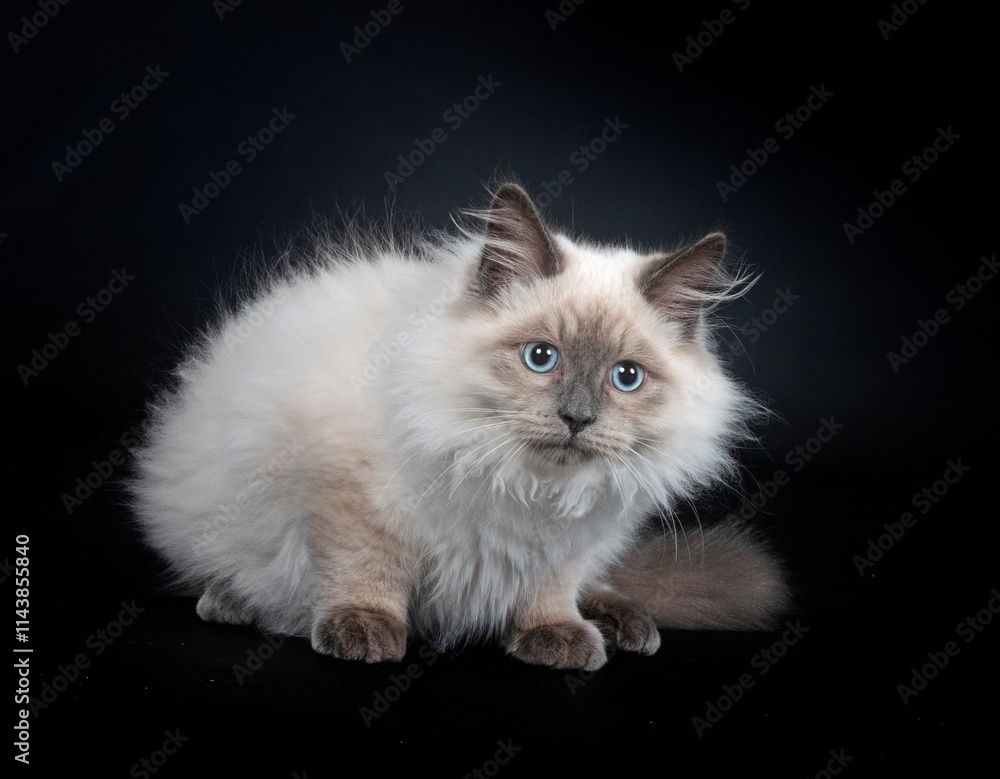 siberian cat in studio siberian cat in studio