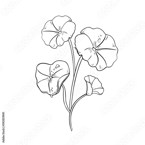 Centella asiatica composition black white vector illustration isolated. Pennywort, gotu kola herbal plants hand drawn monochrome. Centella linear sketch for package, label. Anti-aging ingredient.