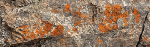 Detailed view of rocky mountain surface showcasing vibrant lichen patterns and textures under natural lighting photo