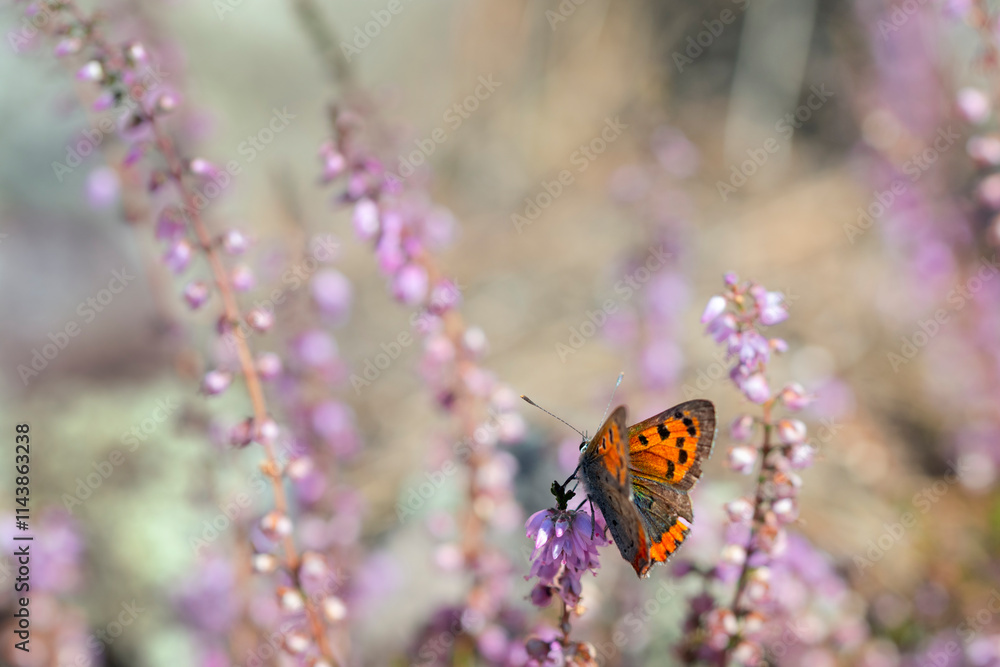 Close-up of butterfly pollinating on flowers Close-up of butterfly pollinating on flowers