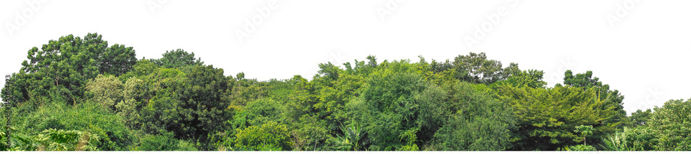 Forest and foliage in summer isolated on transparent background with cut path and alpha channel, high resolution. Forest and foliage in summer isolated on transparent background with cut path and alpha channel, high resolution.