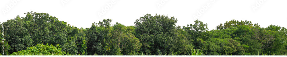 Forest and foliage in summer isolated on transparent background with cut path and alpha channel, high resolution. Forest and foliage in summer isolated on transparent background with cut path and alpha channel, high resolution.