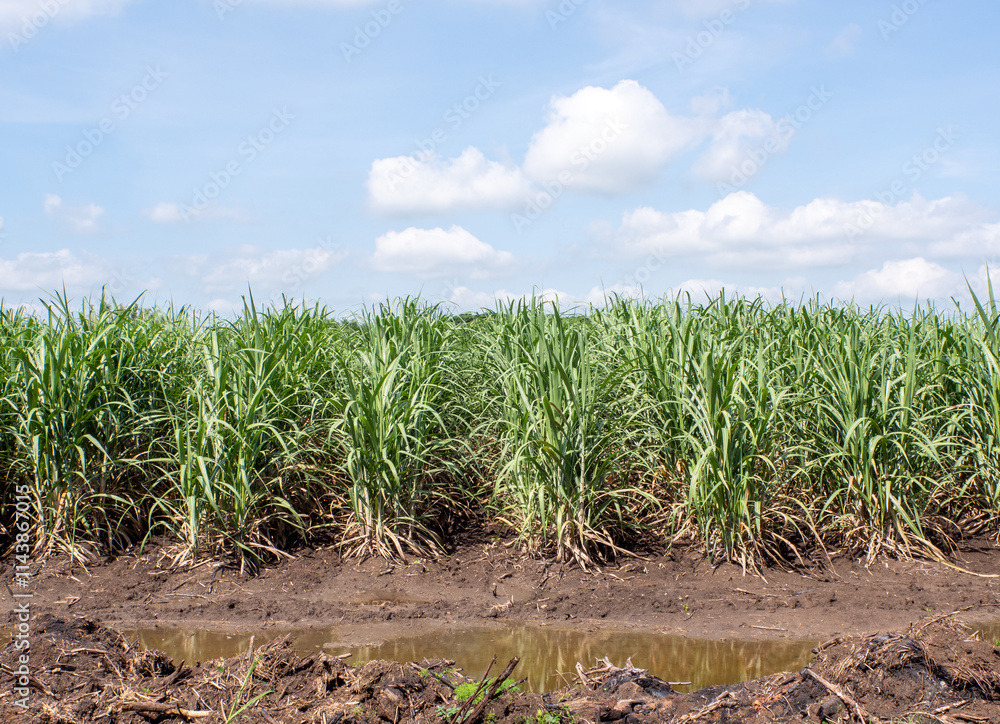 Beautiful sugarcane fields in northeastern Thailand. Beautiful sugarcane fields in northeastern Thailand.
