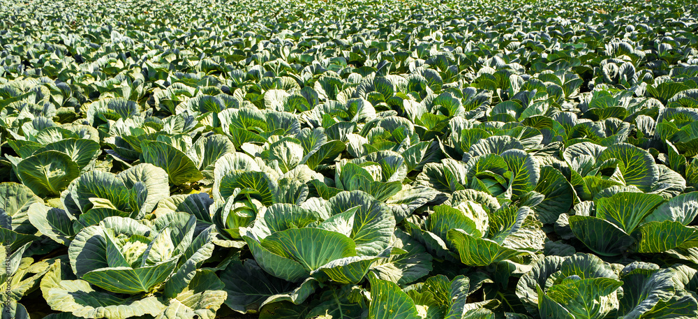 A field with green cabbages. Plant close-up.
