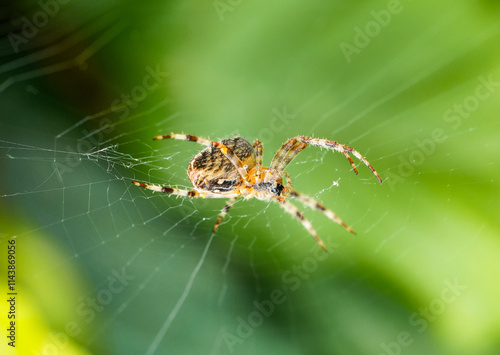 Close-up of a garden spider in its web. insect in nature. Araneus.
 photo