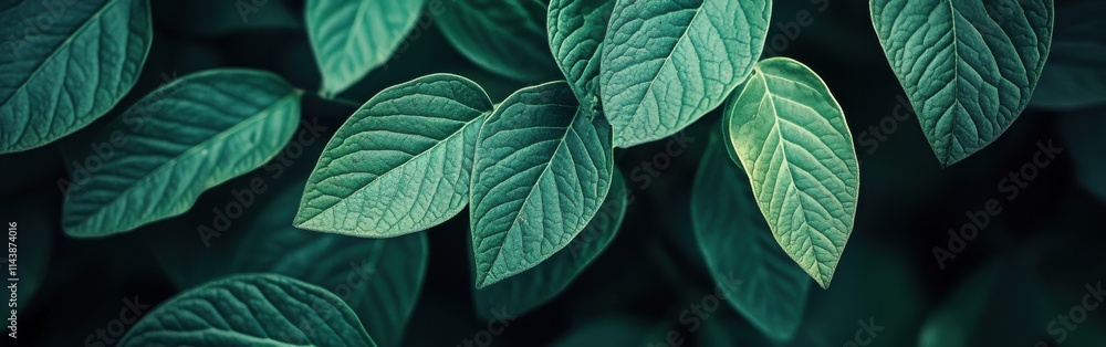 Close-up view of vibrant green leaves displaying intricate textures and natural patterns under soft light in a serene environment Close-up view of vibrant green leaves displaying intricate textures and natural patterns under soft light in a serene environment