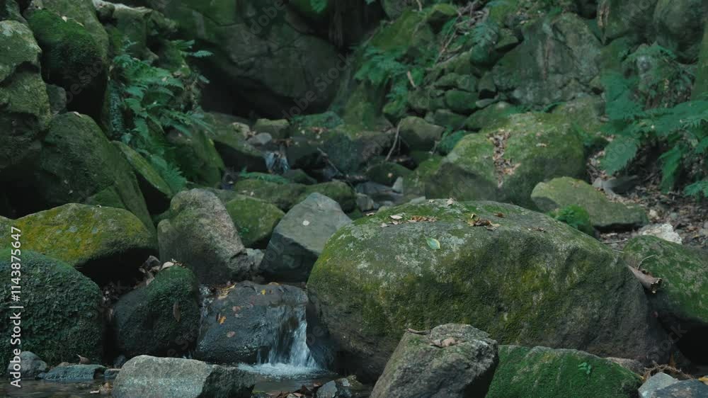 Forest, lots of rocks, creek, spring water. Forest, lots of rocks, creek, spring water.