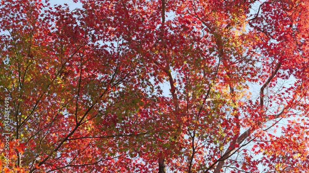 Autumn scenery, leaves of trees dyed in red Autumn scenery, leaves of trees dyed in red