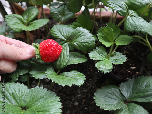 sweet and fresh strawberries holding on hand design for harvest concept