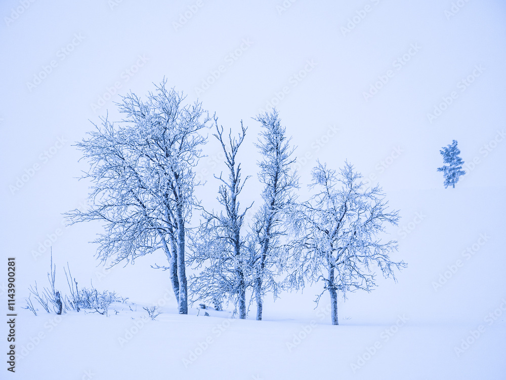 Bare trees on snow covered land against clear sky Bare trees on snow covered land against clear sky