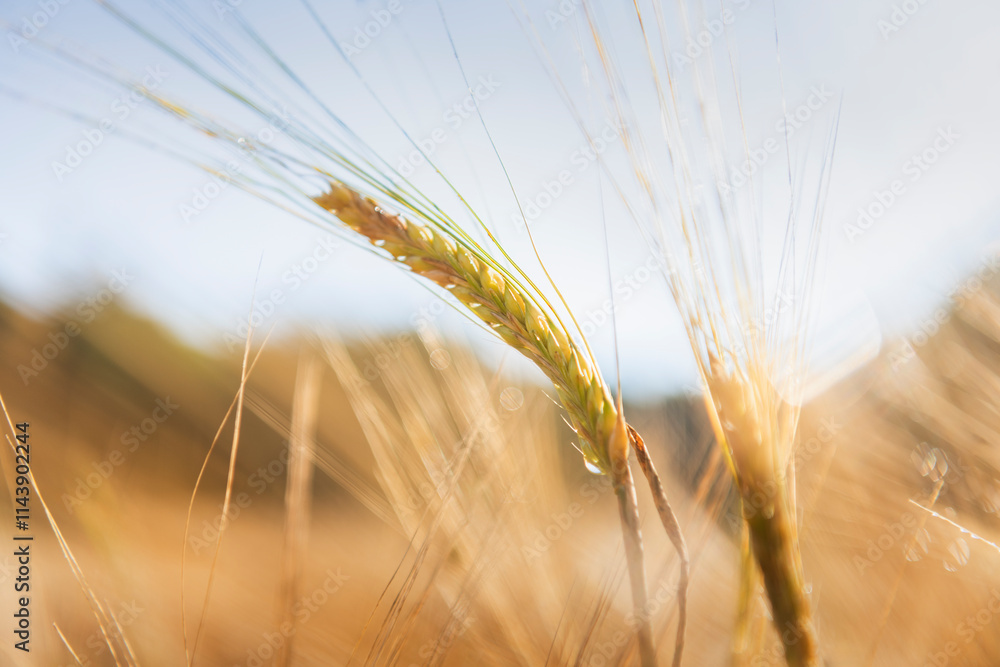 Close-up of wheat crops on sunny day