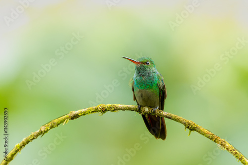 Rufous-tailed hummingbird rests after foraging on a branch in the tropical rainforest of Costa Rica. The background is blurred green-yellow. photo