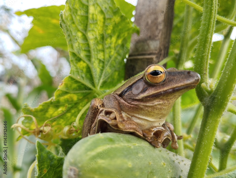 Obraz premium frog in the grass