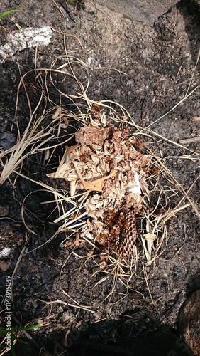 1465)Part of a japanese yellow hornet nest destroyed during extermination work(Photo taken at 11:45 on June 28, 2016) photo